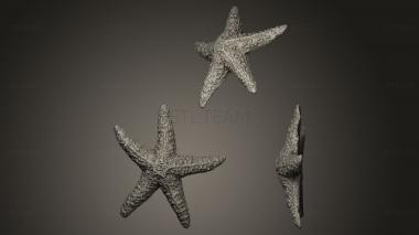 3D модель Морская звезда (STL)